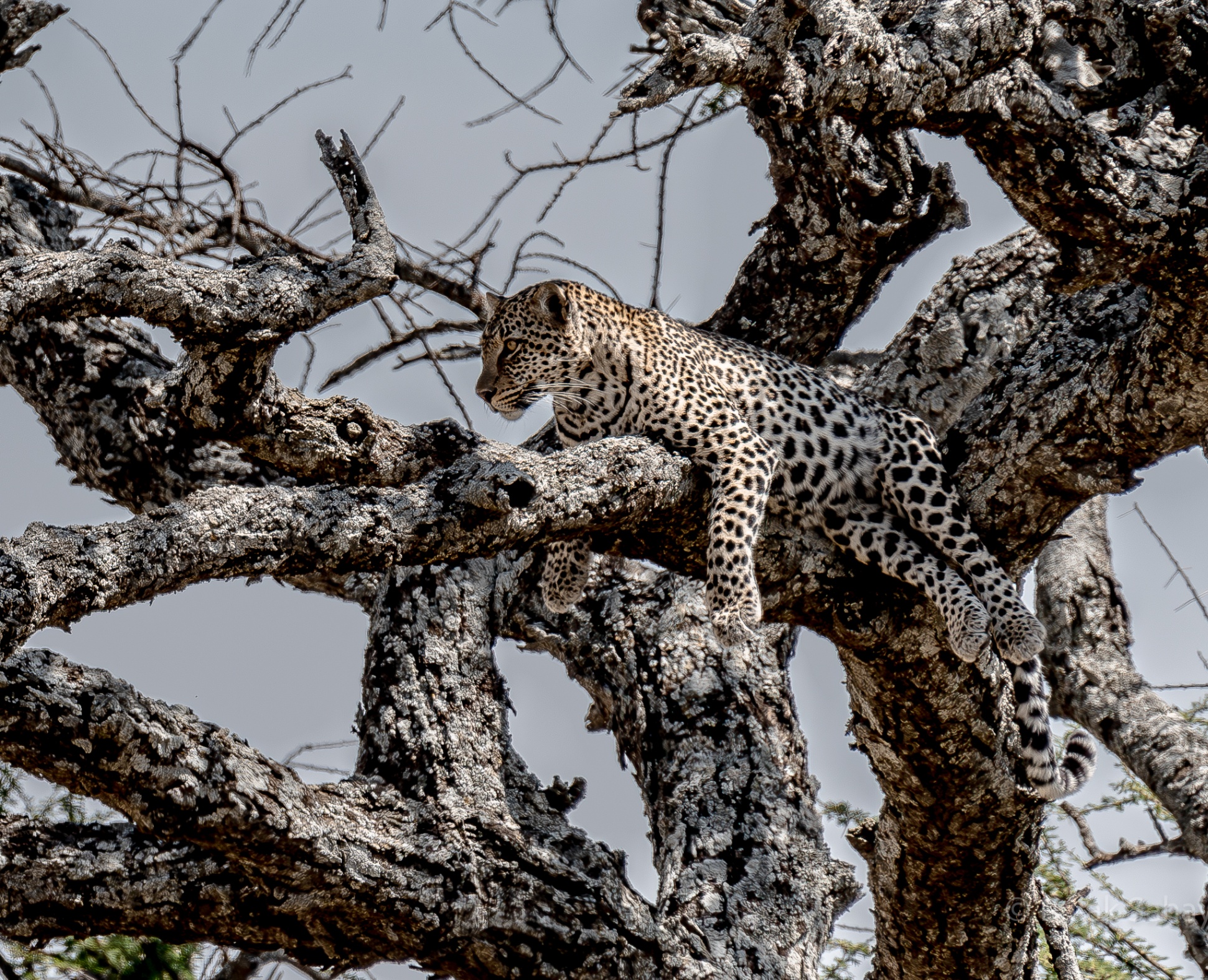 Leopard relaxing on tree